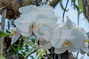 Moth orchids, the white orchids