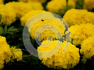 Moth Perched on The Yellow Calendula Flower