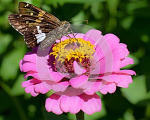 Moth on Pink Zinnia Flower