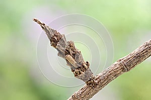 A moth pupae