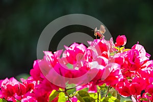 Moth on red bougainvillea