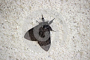 A moth resting on a brick wall
