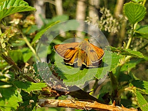 Moth is resting on a leaf in the sun