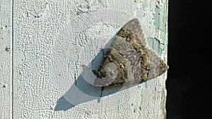A moth resting on a wall