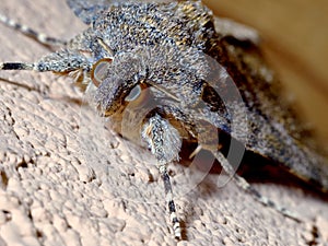 Moth resting on the wall