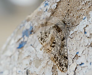 Moth resting on wall.