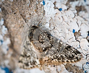 Moth resting on wall.