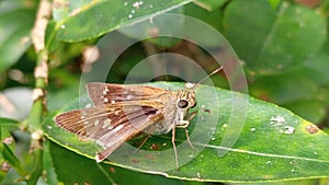 Moth Sit on the Leaf.