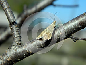 A moth sits on a gray branch of a tree