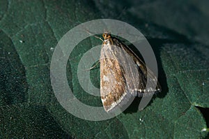Moth sits on a green leaf macro