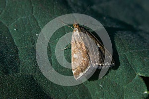 Moth sits on a green leaf macro photo