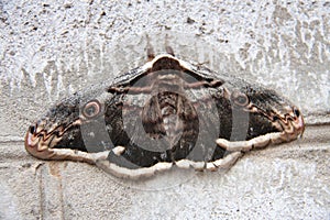 Moth sitting on a wall of the house