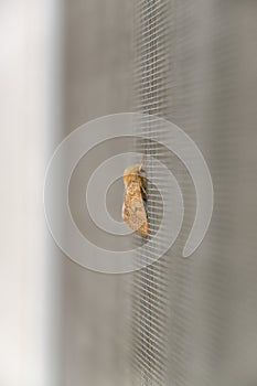 Moth sitting on the window.