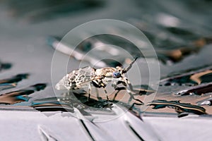 Moth, a species of moth, on the ground