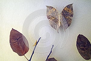 Moth specimen and leaf