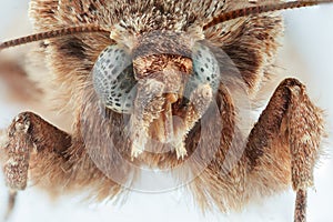 Moth. Sphingidae