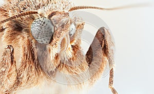 Moth. Sphingidae