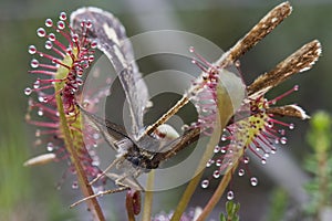 Moth trapped by Sundew