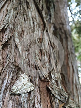 Moth on tree bark