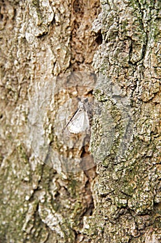 Moth on a trunk