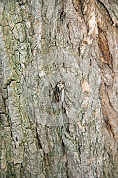 Moth on a trunk