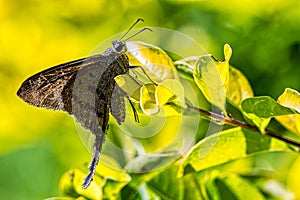 Moth Urbanus simplicius - lepidoptera - on leaf with blurred green background macro phototography