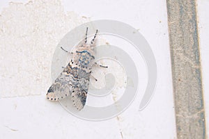 Moth on wall