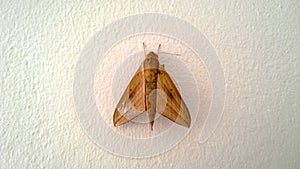 Moth