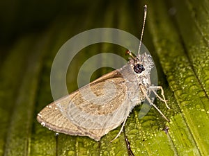 Moth with water drops on leaf