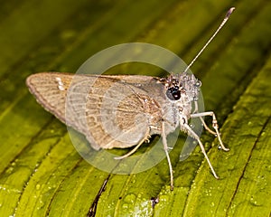 Moth with water drops on leaf
