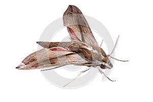 Moth on white background