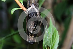 Moth in the wild during mating