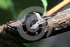 Moth in the wild during mating