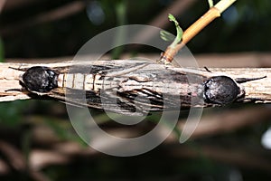Moth in the wild during mating