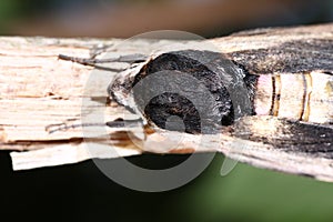Moth in the wild during mating