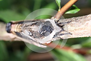 Moth in the wild during mating