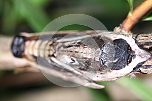 Moth in the wild during mating