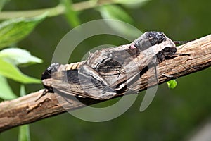 Moth in the wild during mating