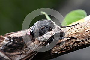 Moth in the wild during mating