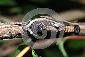 Moth in the wild during mating