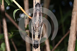 Moth in the wild during mating