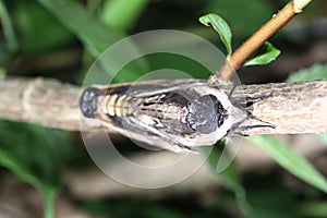 Moth in the wild during mating