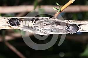 Moth in the wild during mating
