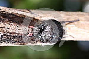 Moth in the wild during mating