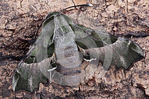 Moth - Willowherb Hawkmoth (Proserpinus proserpina) photo