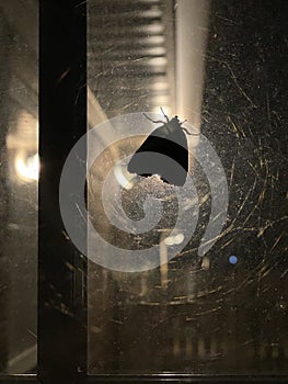 Moth on a window with a Spider Web at Night