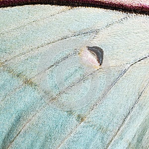 Moth wing, close-up