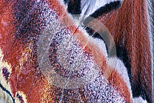 Moth wing, close-up