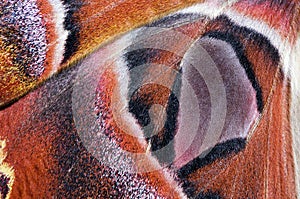 Moth wing, close-up
