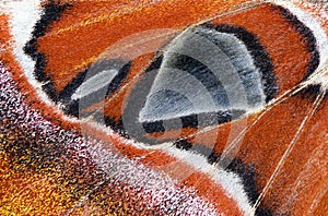 Moth wing, close-up